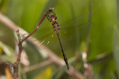 Hemicordulia continentalis