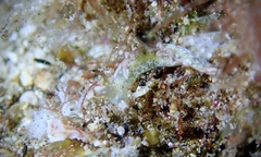 Thuridilla carlsoni