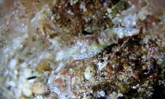 Thuridilla carlsoni