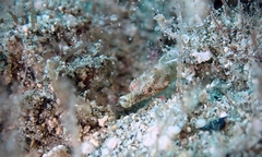 Halicampus edmondsoni