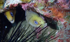 Gymnothorax melatremus