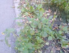 Galinsoga parviflora