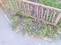 Galinsoga parviflora