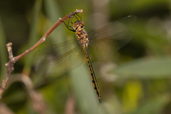 Hemicordulia continentalis