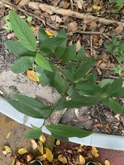 Maesa perlaria formosana