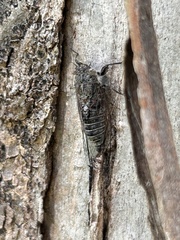 Atrapsalta corticina