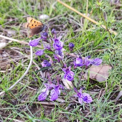 Teucrium orientale