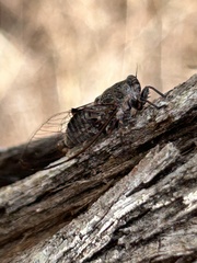 Atrapsalta corticina