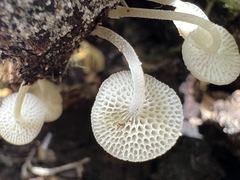 Favolaschia manipularis