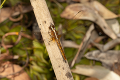 Rhodothemis lieftincki