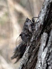 Atrapsalta corticina
