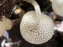Favolaschia manipularis