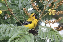 Icterus nigrogularis