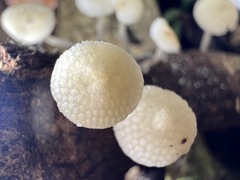 Favolaschia manipularis