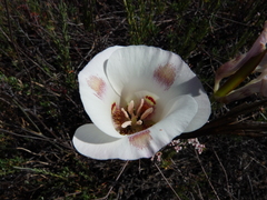 Calochortus venustus