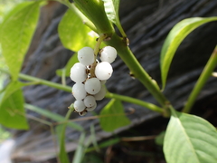 Deeringia polysperma