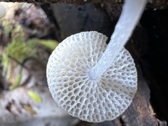 Favolaschia manipularis