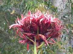 Doryanthes excelsa