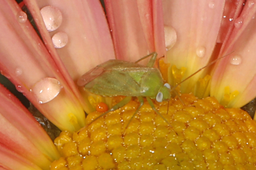 Broken-backed Bug photo 5