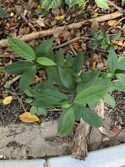 Maesa perlaria formosana