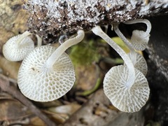 Favolaschia manipularis