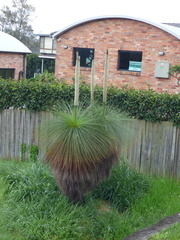 Xanthorrhoea glauca