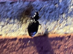 Agonum punctiforme