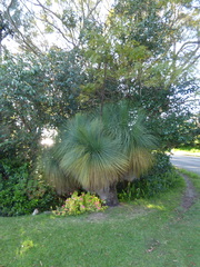 Xanthorrhoea glauca