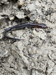 Plethodon ventralis