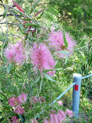 Melaleuca