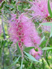 Melaleuca