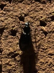 Agonum punctiforme