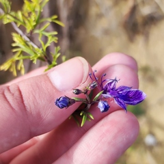 Teucrium orientale