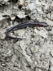 Plethodon ventralis