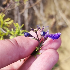 Teucrium orientale