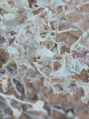Atriplex hymenelytra