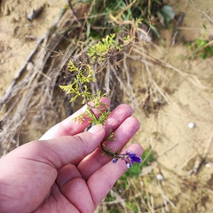 Teucrium orientale