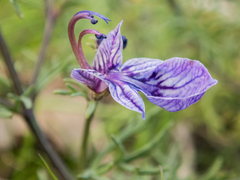 Teucrium orientale