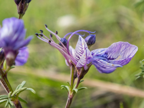 Teucrium orientale