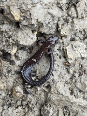 Plethodon ventralis