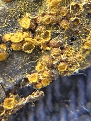 Perichaena
