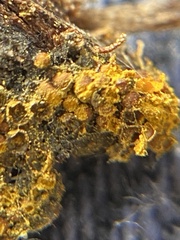 Perichaena