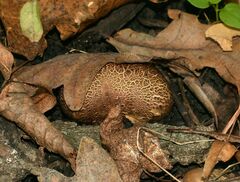 Scleroderma verrucosum