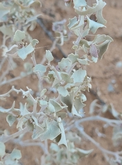Atriplex hymenelytra
