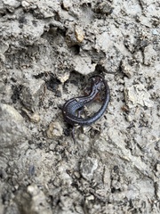 Plethodon ventralis