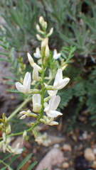 Astragalus tenellus