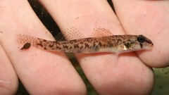 Etheostoma olmstedi