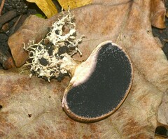 Scleroderma verrucosum