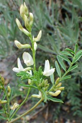 Astragalus tenellus
