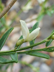 Astragalus tenellus